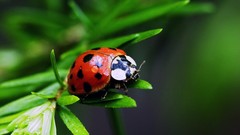 Animals Spotted ladybirds