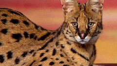 Animals Spotted serval