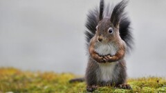 Animals squirrel nature grass Mammals