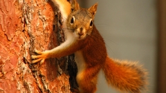 Animals squirrels