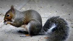 Animals squirrels