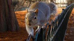 Animals squirrels