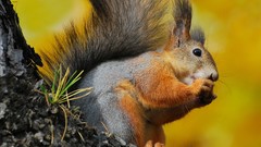 Animals squirrels