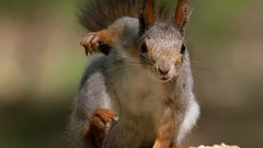 Animals squirrels