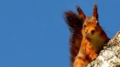 Animals squirrels