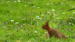 Animals squirrels