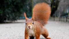 Animals squirrels