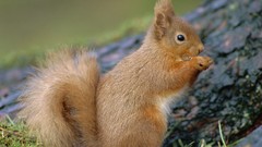 Animals squirrels