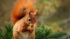 Animals squirrels