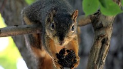Animals squirrels