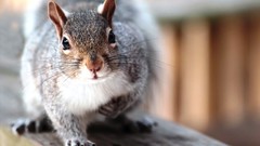 Animals squirrels