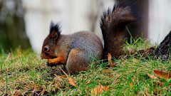 Animals squirrels