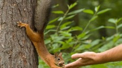 Animals squirrels