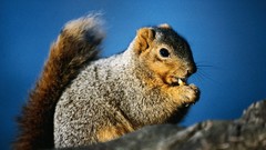 Animals squirrels