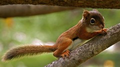 Animals squirrels