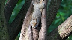 Animals squirrels