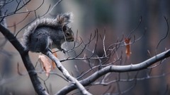 Animals squirrels