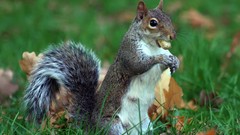 Animals squirrels