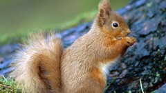 Animals squirrels
