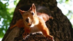 Animals squirrels
