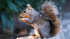Animals squirrels