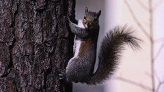 Animals squirrels
