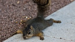 Animals squirrels
