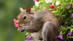 Animals squirrels