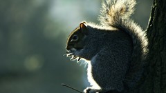 Animals squirrels