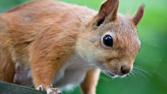 Animals squirrels