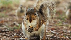 Animals squirrels