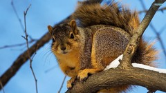 Animals squirrels