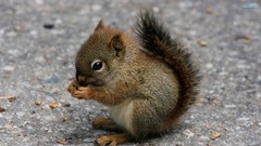 Animals squirrels