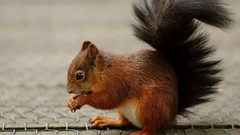 Animals squirrels