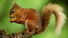 Animals squirrels
