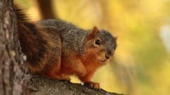 Animals squirrels