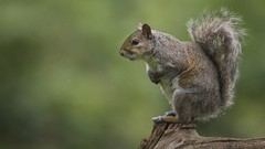 Animals squirrels