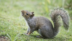Animals squirrels