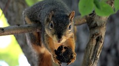 Animals squirrels