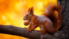 Animals squirrels
