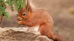Animals squirrels