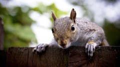 Animals squirrels