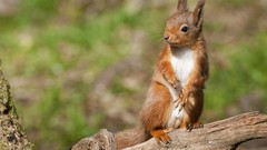 Animals squirrels