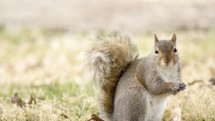 Animals squirrels