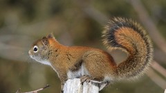 Animals squirrels