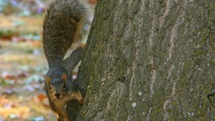 Animals squirrels