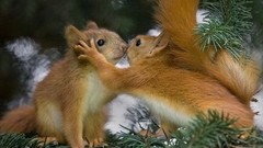Animals squirrels