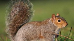Animals squirrels