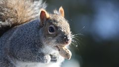 Animals squirrels animal