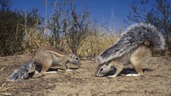 Animals squirrels animal